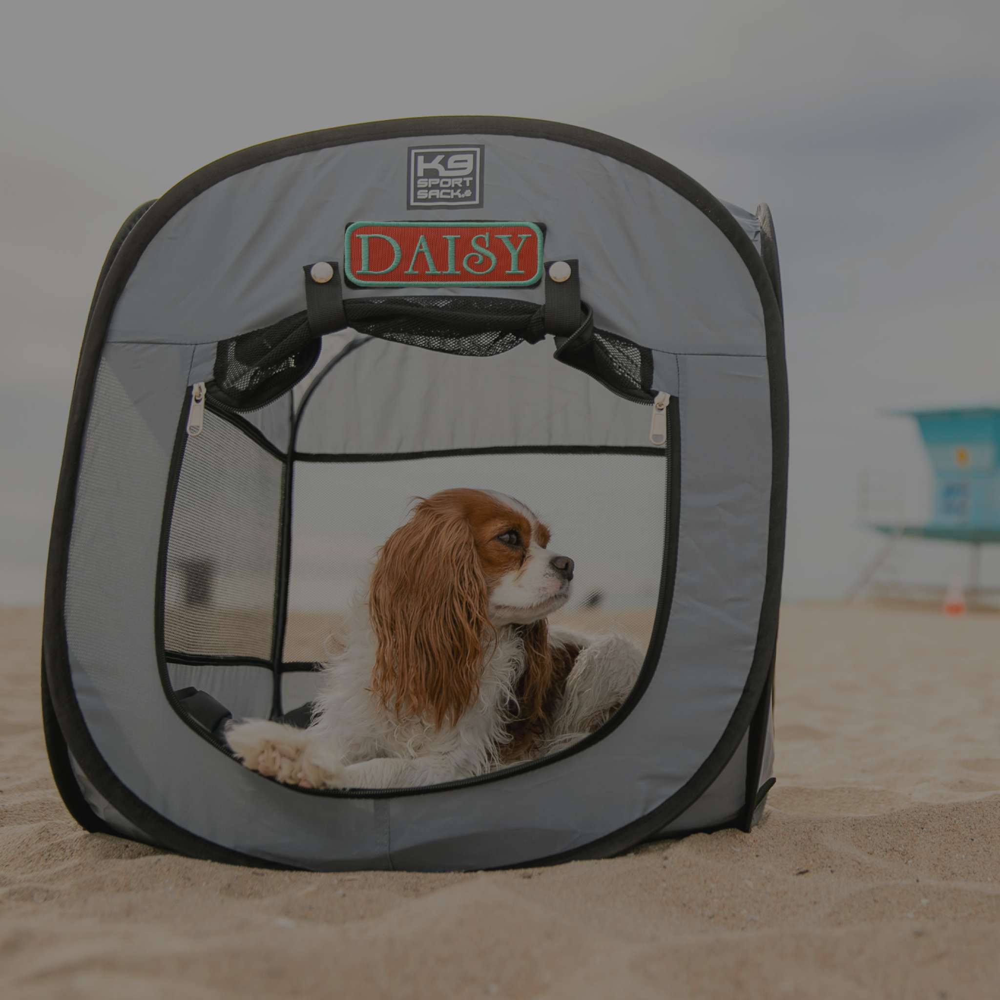 Dog Essentials
